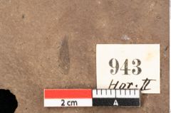 Foto (Detailsansicht) von Quercus mediterranea, Unger (NHMW-GEO-2024-0188-0943)